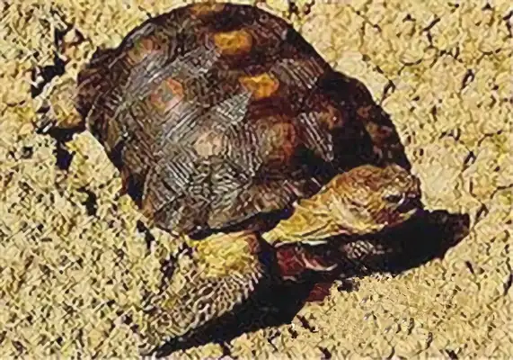 Mexican mole identity information