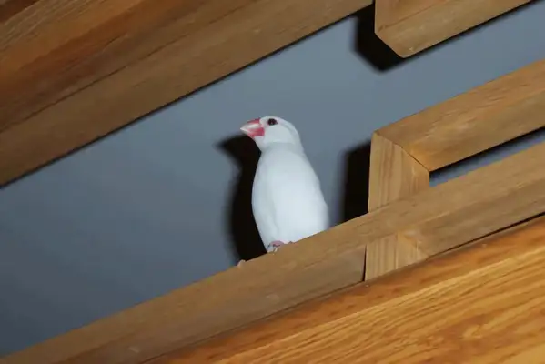 Whitebird Identity Information