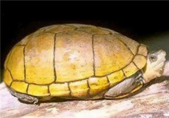 Alamo mud turtle identity information