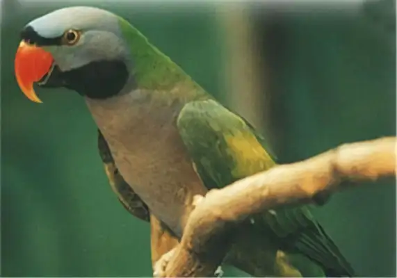 I.D. The parrot