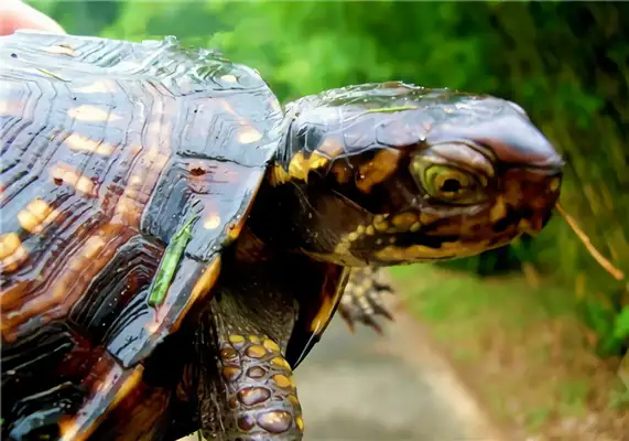 Florida Turtle Identity Information