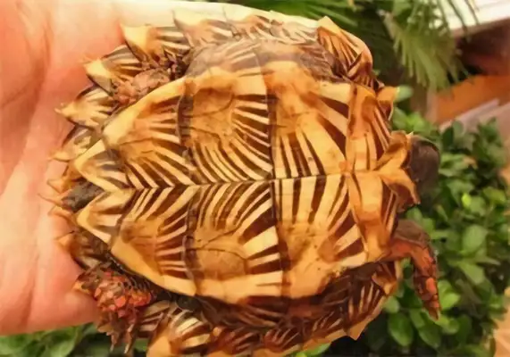 The identity of the turtle