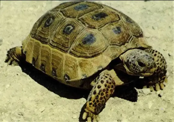 Mexican mole identity information