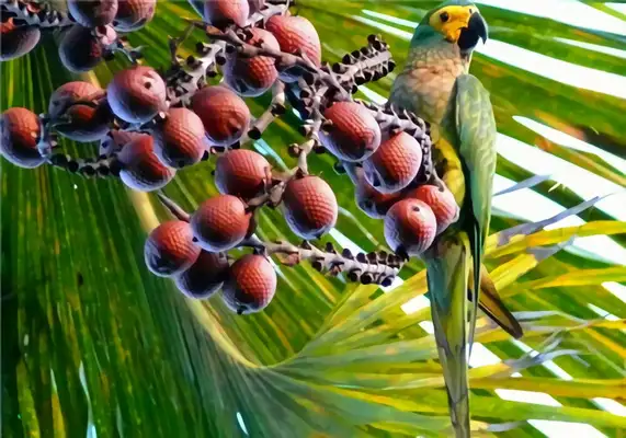 Information on the identity of the parrot