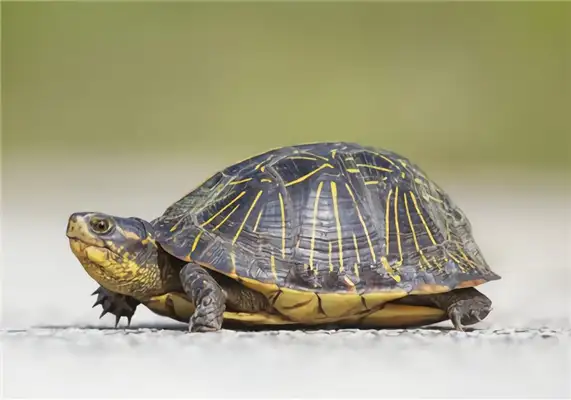 Florida Turtle Identity Information