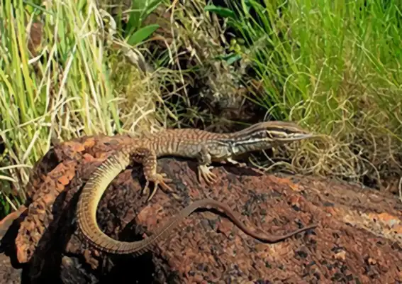 Information on the identity of the iguana