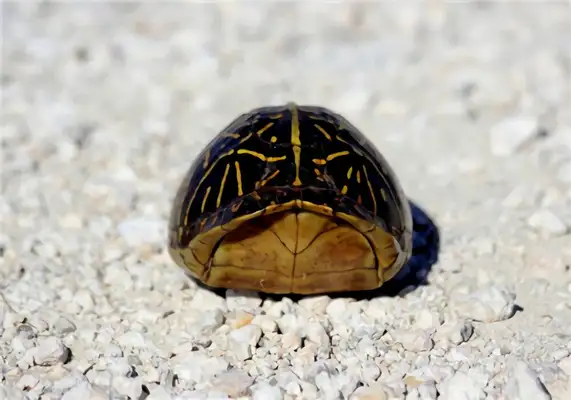 Florida Turtle Identity Information