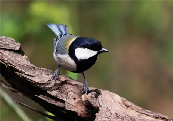 Big tits ID