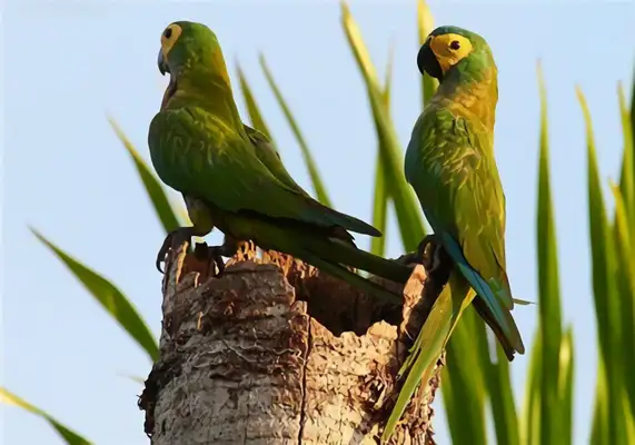 Information on the identity of the parrot