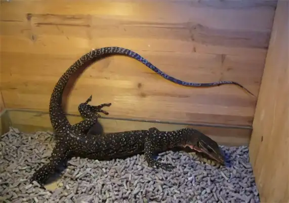 Information on the identity of the iguana