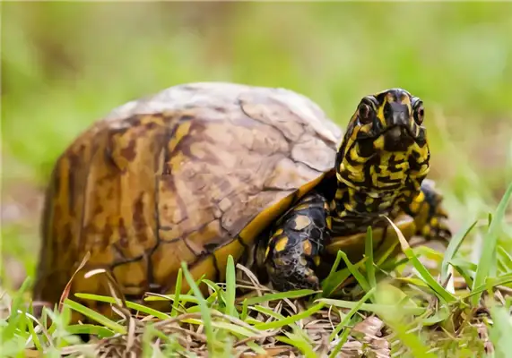 Florida Turtle Identity Information