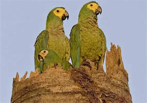 Information on the identity of the parrot