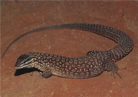 Information on the identity of the iguana