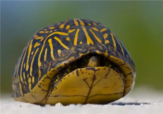Florida Turtle Identity Information