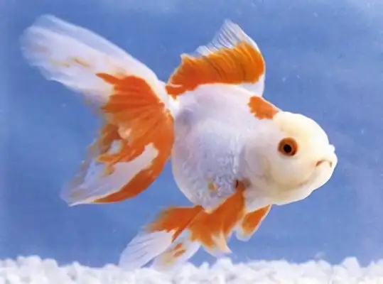 Five fins meet identity information
