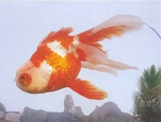 Five fins meet identity information