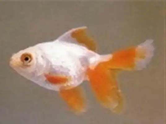 Five fins meet identity information