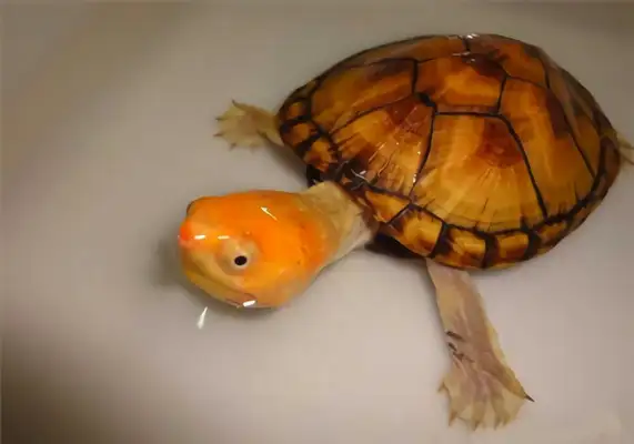 Egg turtle identity information