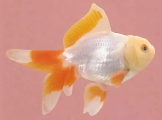 Five fins meet identity information