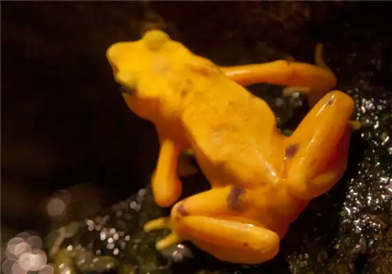 Golden Frog Identity Information