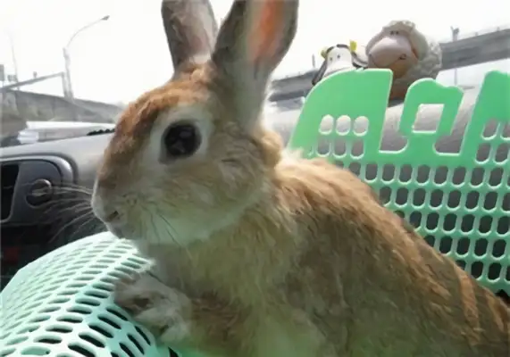 Information on the identity of the rabbit