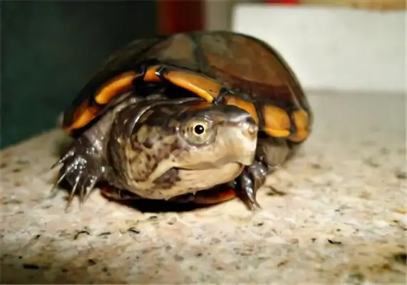 Egg turtle identity information