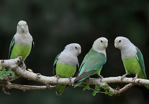 Madagascar Lovebird Identity Information