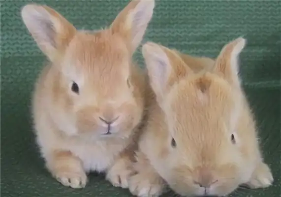 Information on the identity of the rabbit