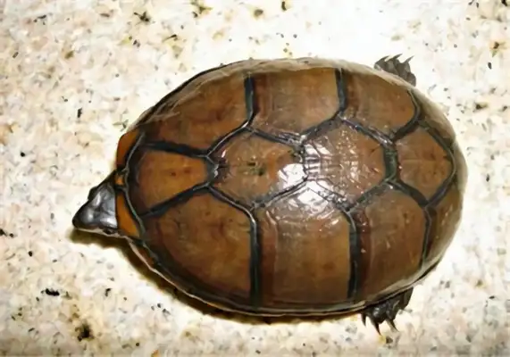Egg turtle identity information