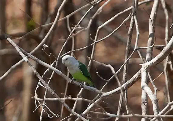 Madagascar Lovebird Identity Information