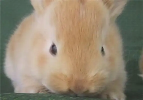 Information on the identity of the rabbit