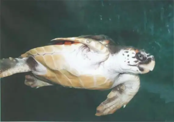 Pacific Turtle Identity Information