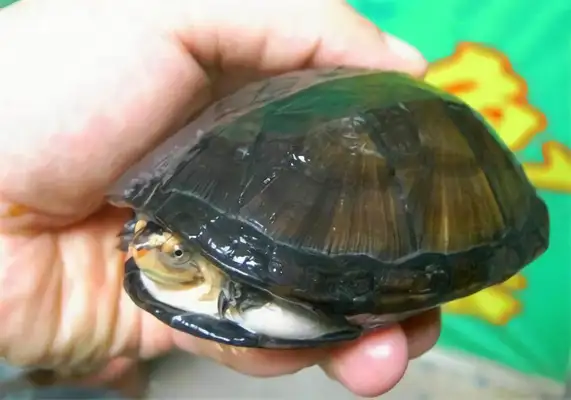 Egg turtle identity information
