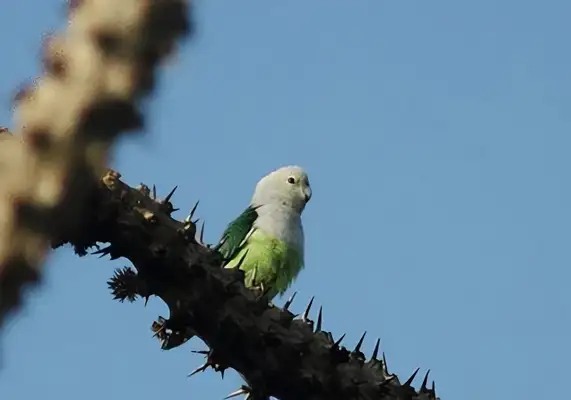 Madagascar Lovebird Identity Information