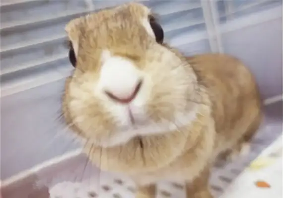 Information on the identity of the rabbit