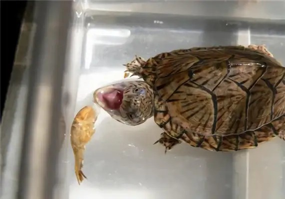 Egg turtle identity information