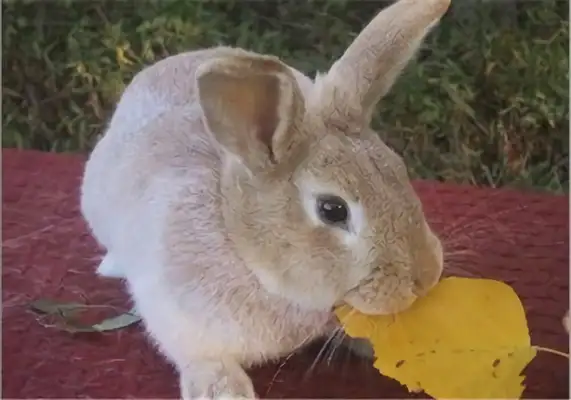 Information on the identity of the rabbit