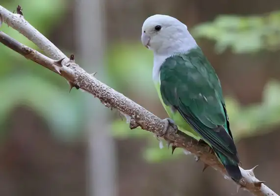 Madagascar Lovebird Identity Information