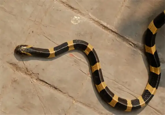 I.D. The Golden Ring Snake