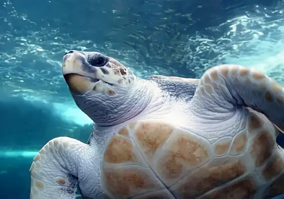 Pacific Turtle Identity Information