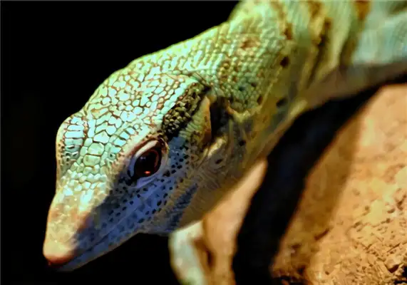 I.D. of the giant iguana