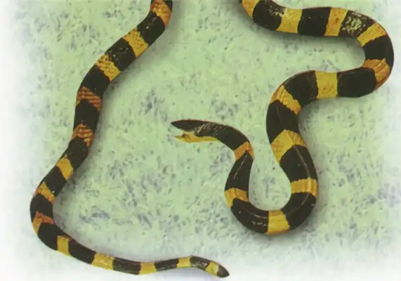 I.D. The Golden Ring Snake