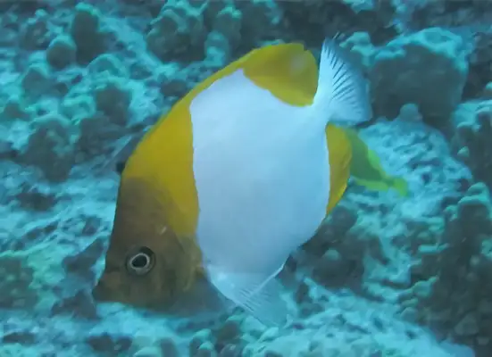 I.D. on the tuna fish