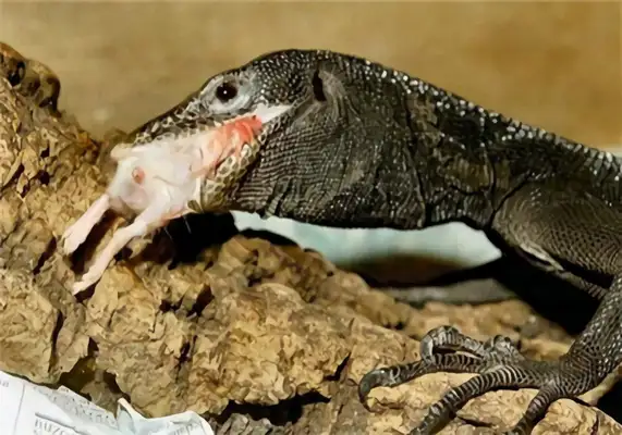 I.D. of the giant iguana