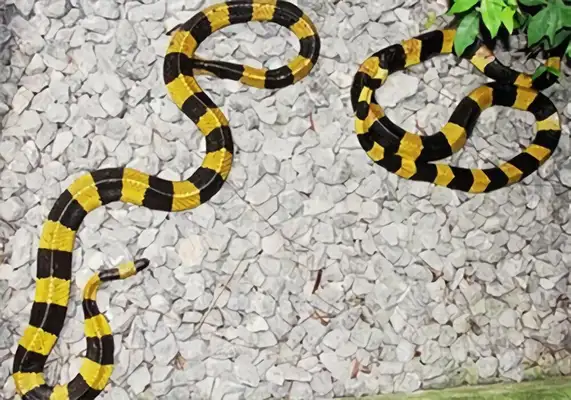 I.D. The Golden Ring Snake