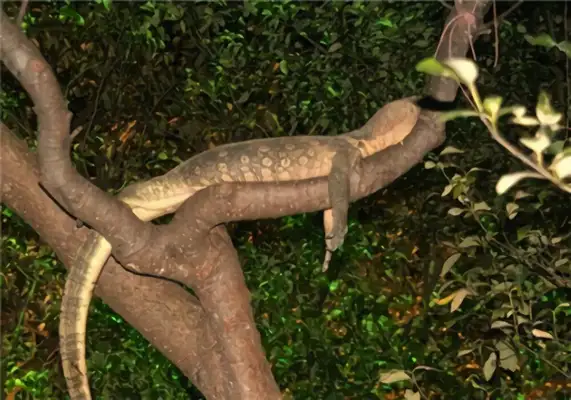 I.D. of the giant iguana