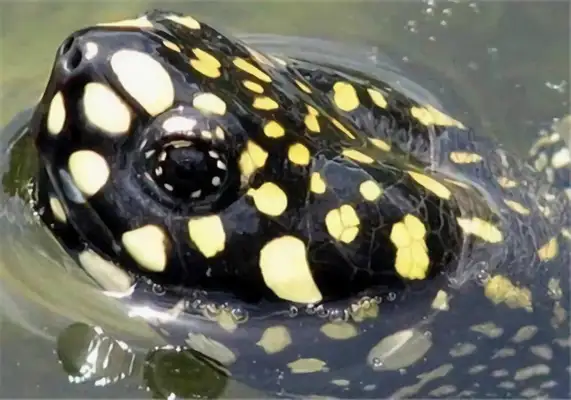 Hamidon turtle identity information