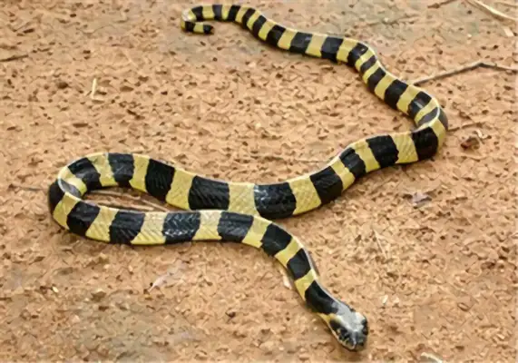 I.D. The Golden Ring Snake