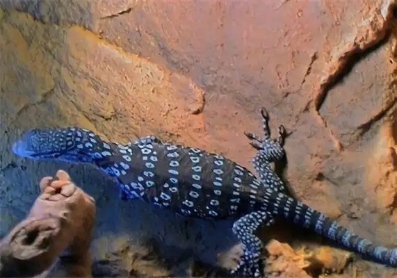 I.D. of the giant iguana