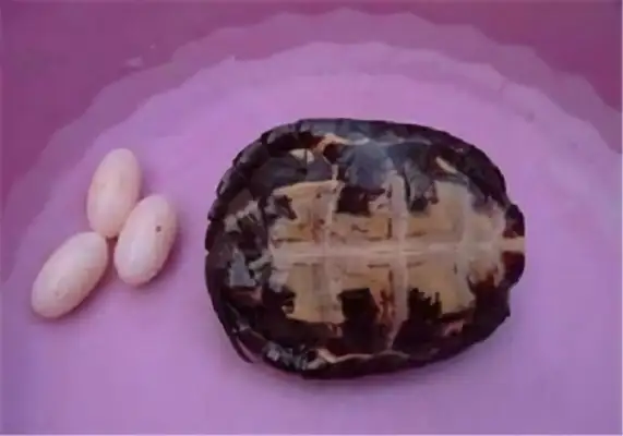Hamidon turtle identity information